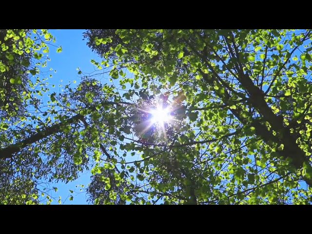 Gentle Wind Sound In Forest | Copyright Free Nature Sounds