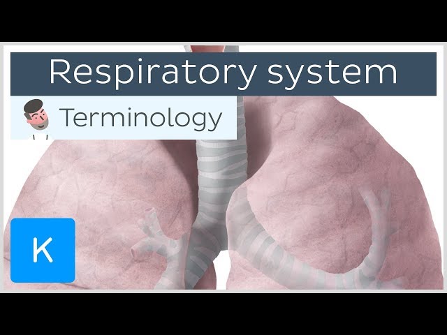 Respiratory system - Anatomical terminology for healthcare professionals | Kenhub