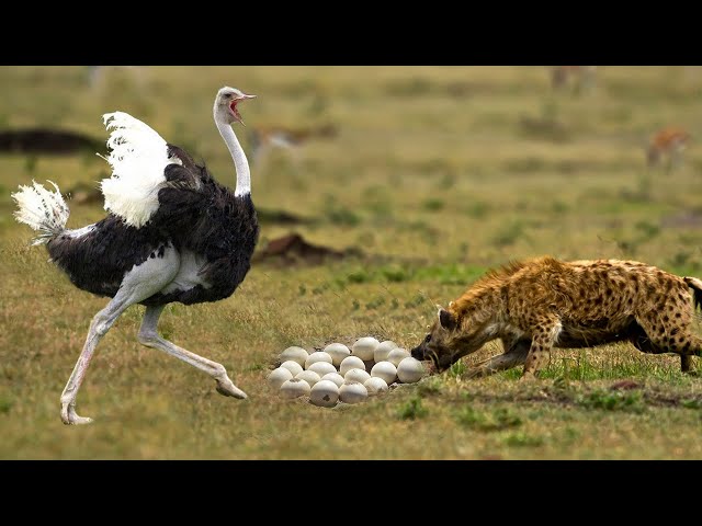 Recklessly Stealing The Ostrich's Eggs, The Hyena Received A Fierce Kick From The Ostrich