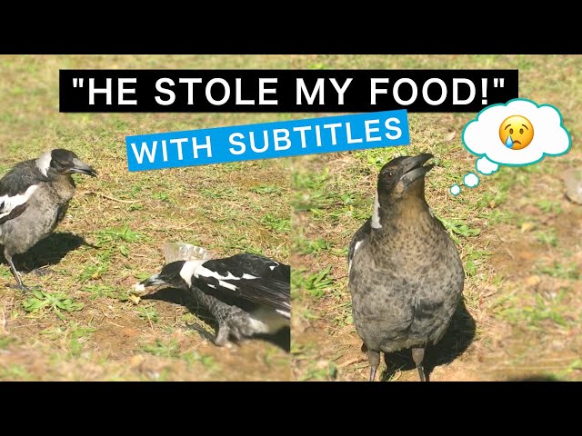 Magpie Cries Over Stolen Food (with subtitles)