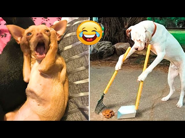 Funny Dogs And Cats Videos 2023🤣😹 Funny Animals😉 Wholesome Moments #12