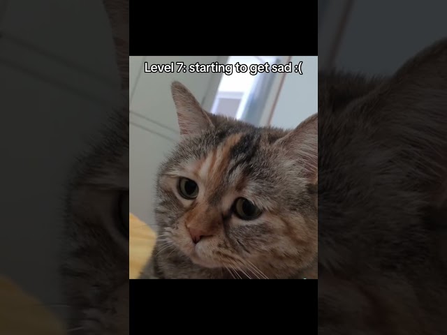 Cats but they get sadder 🥺 #cats #tiktok #sad