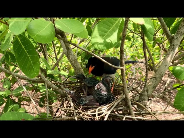 Life of Red Billed Blue Magpies Take Care babies #channel TRCAM Birds You Welcome #please watch vide