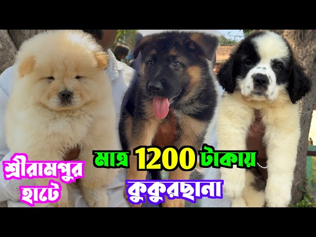 মাত্র 1200 টাকায় কুকুরছানা কিনুন! Serampore Pet Market. Dog Market in Kolkata Price.