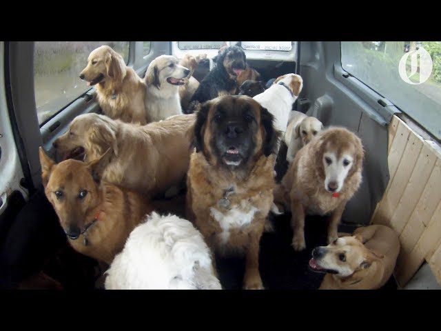 Doggie School Bus picks up pups for 'school'