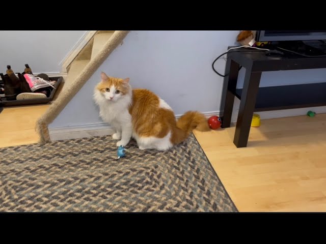 Crazy cute cat’s daily routine,