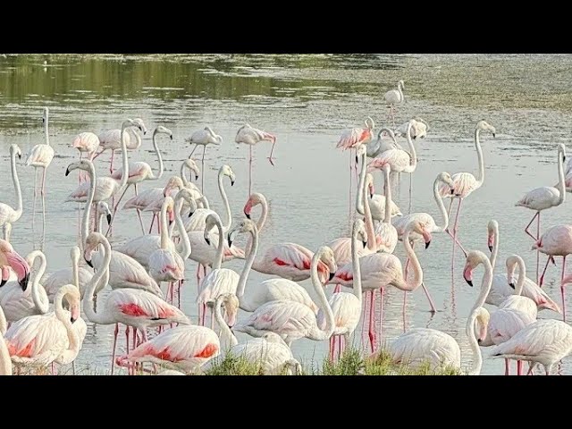 Flamingo Lake in Dubai