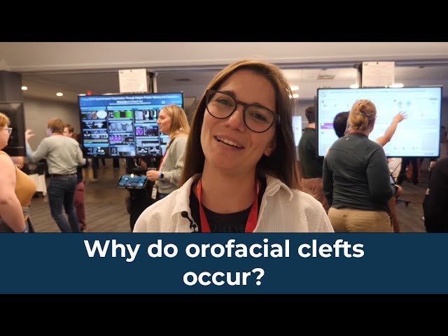 Why do orofacial clefts occur?