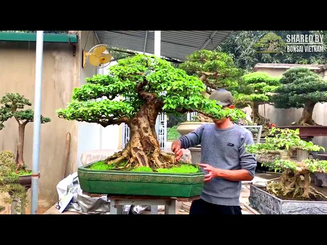 Bonsai Vietnam collection #104 || January 2019