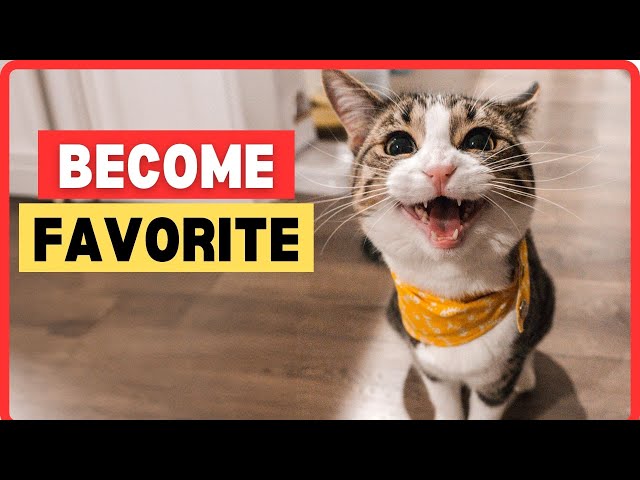 8 Tips to Become Cats' Favourite Person