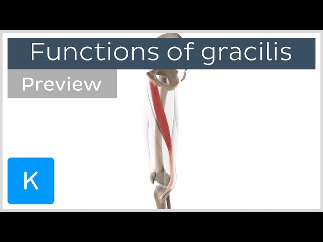 Functions of the gracilis muscle 3D (preview) - Human Anatomy | Kenhub