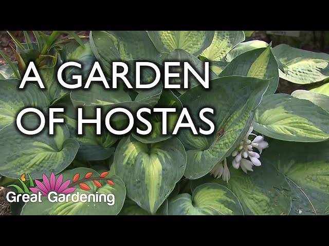 Hosta Garden Tour!