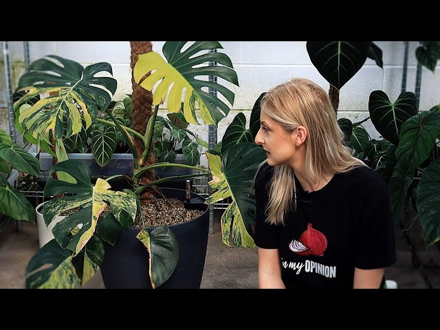 Join me in Chaos! | Me vs a Crispy Monstera Aurea Large Form