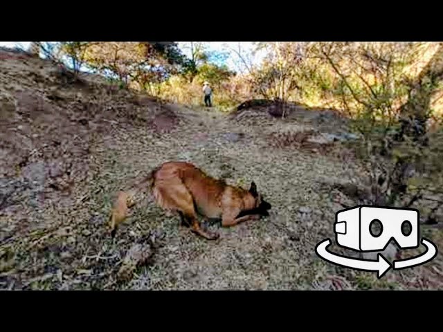 Perros en realidad virtual | VR Experience #240