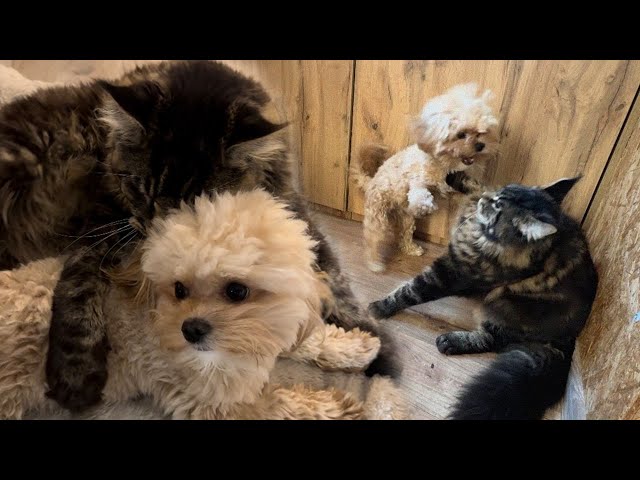 The Cutest Bond! Maine Coon Cat & Maltipoo Dog Friendship