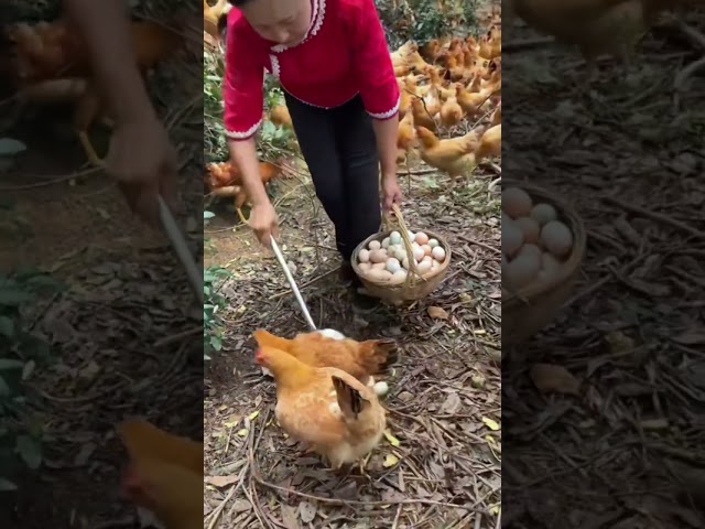 Collecting eggs in the mountains #satisfying #farming #agriculture