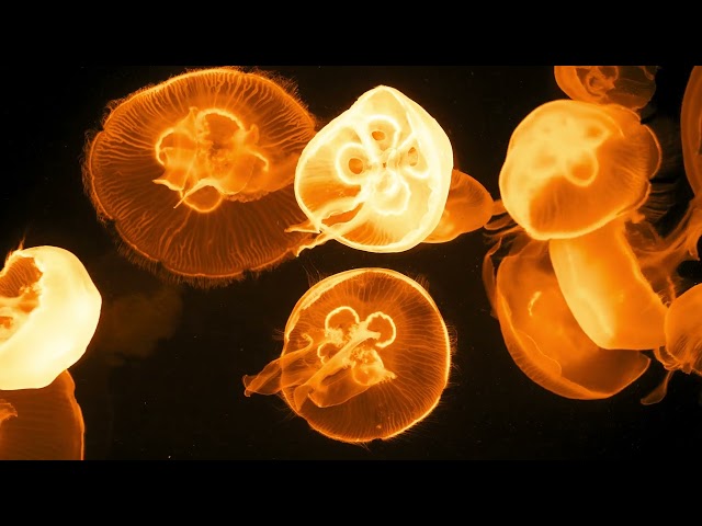 Increíble acuario de medusas Música calmante y relajante | 4K HDR