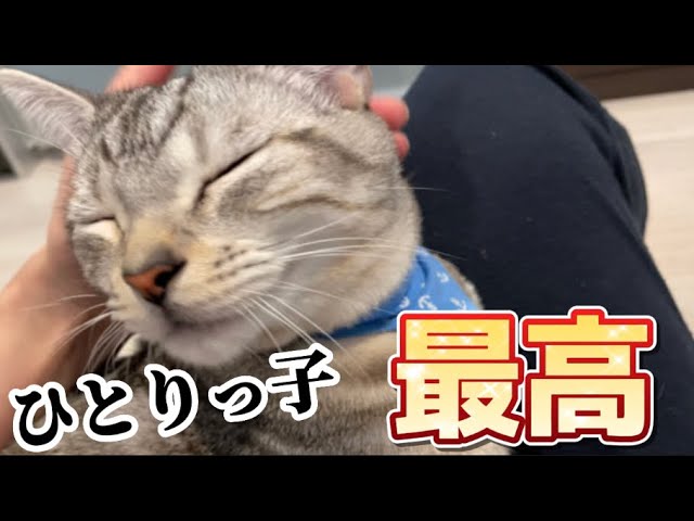 先住猫はつらいよ！相方猫がいない間、ベタ甘え猫に変化。