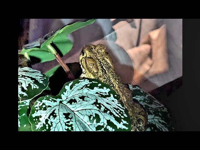 Pt.1 EUROPEAN GREEN TOADS - WHAT MORE I'VE LEARNED: SAFETY, HEALTH, ENRICHMENT