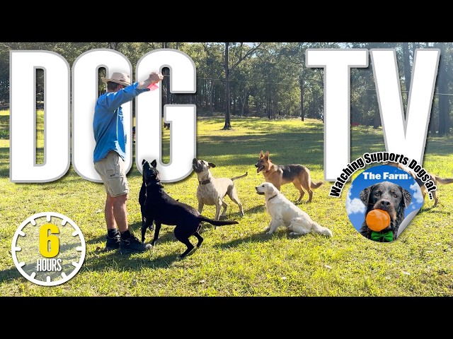 Entertaining Dog TV for Your Dog - Dog Video for Dogs To Watch 🐶 Relaxing Music & Real Sounds