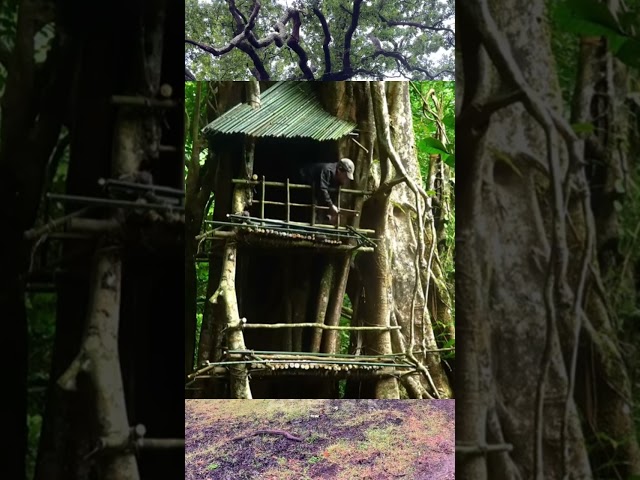 Building tree house / DIY Wood / Decor home / Plastic house / Live in forest / Survival / Camping