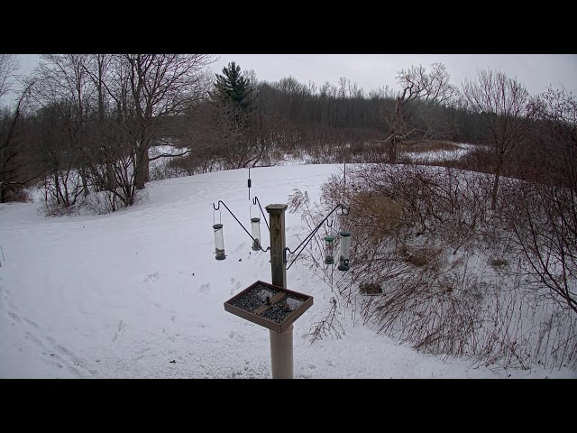 Rice Creek Field Station Bird Feeders