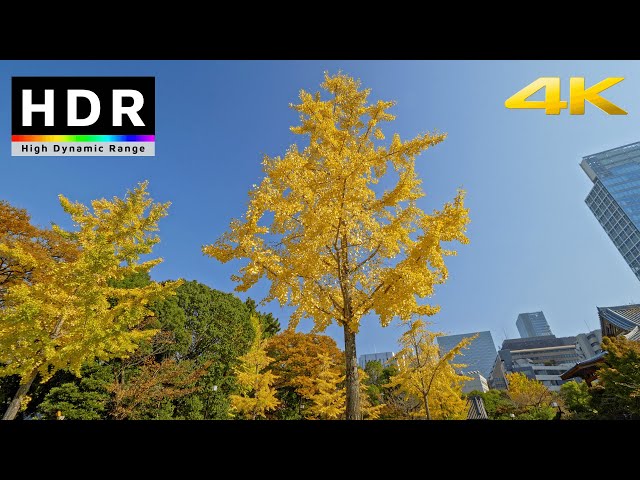 【4K HDR】Autumn Walk in Tokyo Shiba Park - 東京散歩 2020