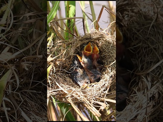 #birds #nature #birdslover