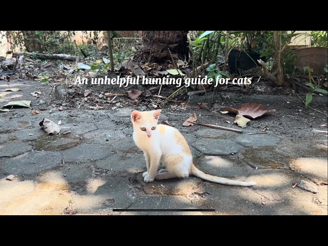 An unhelpful hunting guide for cats (by Paris the orange cat) 🤺🐱🐈