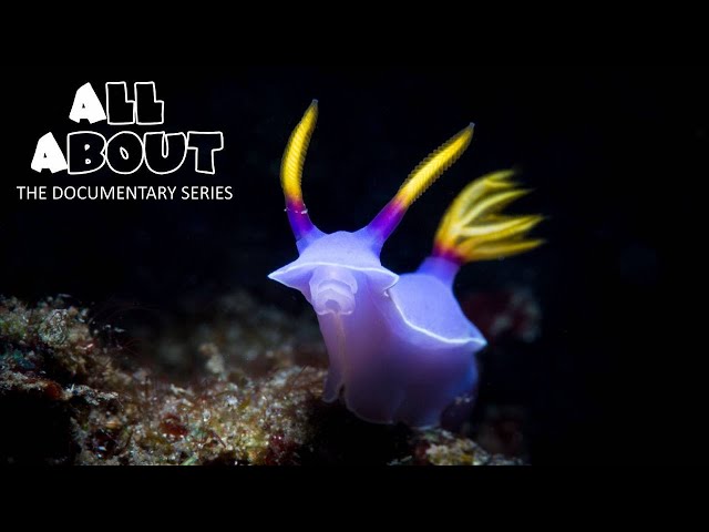 Nudibranch | All About Documentary Series