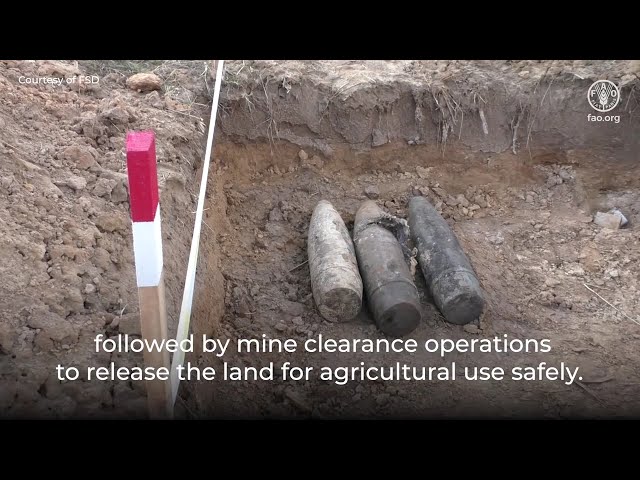 Restoring agriculture in Ukraine: FAO and WFP's mine action initiative