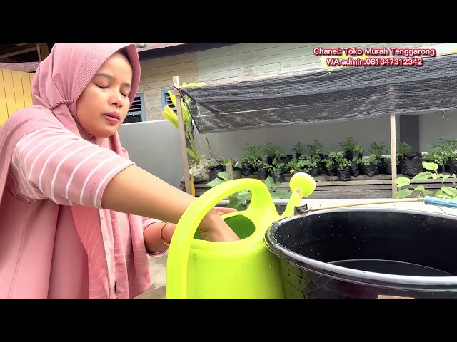 DAHSYATNYA PUPUK DARI NASI SISA, TIAP HARI PANEN SAYUR😱HIDUP DI TENGGARONG//IBU RUMAH TANGGA.