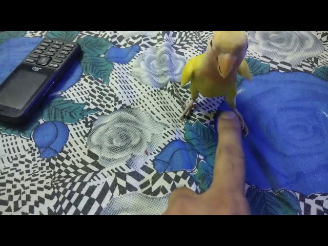 Playing with love bird