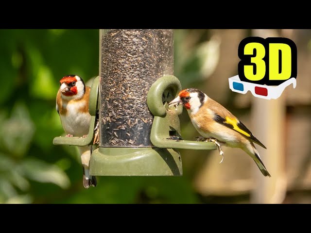 3D Birds - Goldfinch - London UK