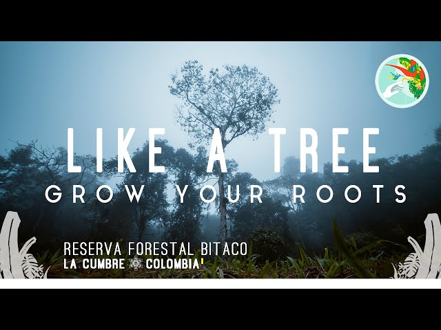 Becoming A Tree Guided Meditation | Grounding In A Sacred Magical Rainforest | Relaxation In Nature