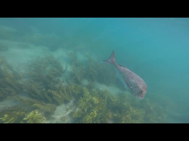 15m deep freediving around Goat Island