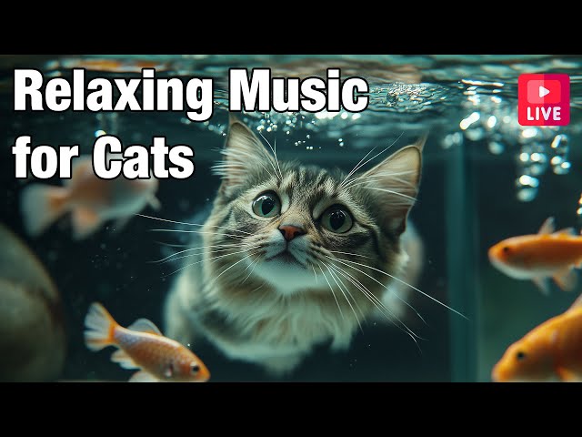 🔴[LIVE] Cat Music for Relaxation🎵 Calming Music for Cats🐱 🎵 Separation Anxiety Music for Cats Relax🔴