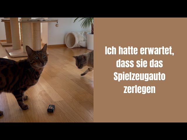 Jetzt kommt die rohe Pute aufs Spielzeugauto #bengalkatze #katzenaufyoutube #katzenvideos #katze