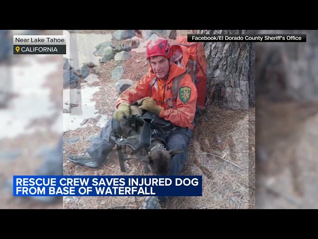 Dog rescued after falling down 200-foot waterfall