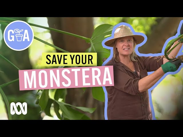 Monstera Care | Indoor Plants | Gardening Australia