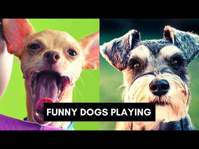 Funny Dogs Playing | Funny Animals Daily