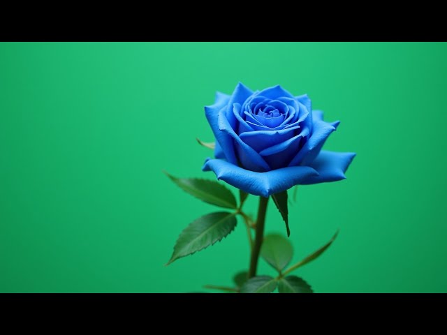 blue colour rose plant green screen video | rose flower green screen effects