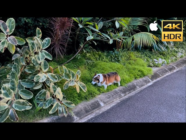 Test Shot: 4K HDR Corgi Morning Walk with iPhone 12 Pro Max