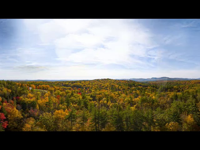 360 VR pano NHforest