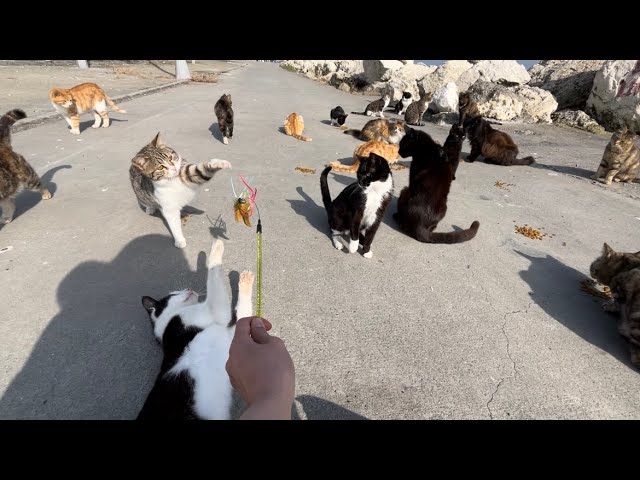 Homeless to stray cats🐱 wait on the streets for cat lovers to feed them #straycats #catvide