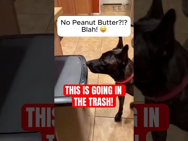 This Dog's Obsession with Peanut Butter is Hilarious