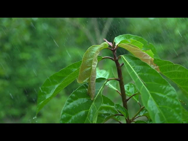 Rainy Piano Radio 🌧️ Relaxing Music with Rain Sounds 24/7