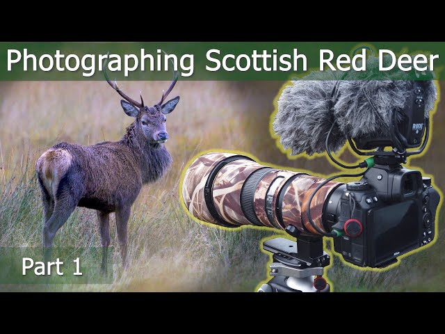 Scottish RED DEER RUT Part 1: Deer, Downpours & Ditches | Wildlife Photography | Nikon Z7 + 500mm PF