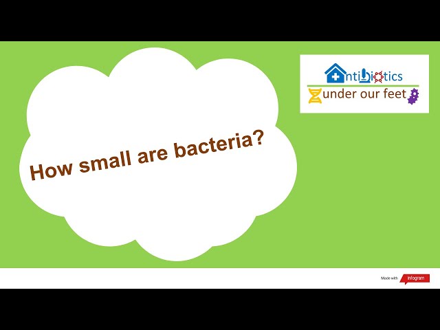 How small are bacteria?