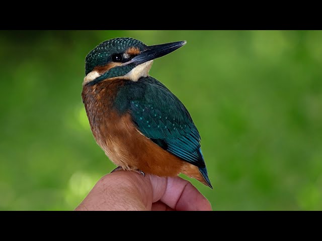 Baby Kingfisher Released Into the Wild 🐦🪶😊 | Rescued & Returned to the Wild | Robert E Fuller